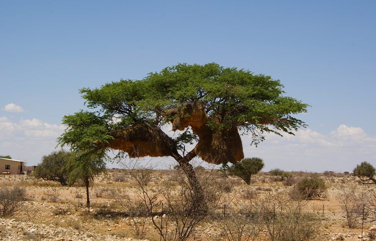 037 Namibia Okt 2006 Webervoegelnester .JPG